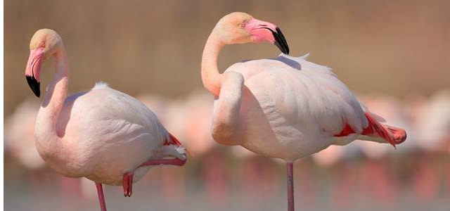 Kıbrıs'ın güzel kış konukları flamingolar