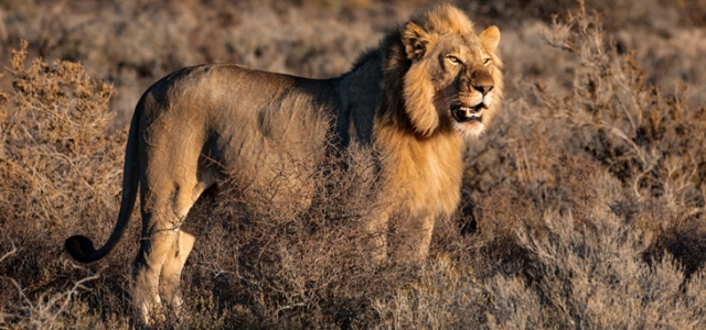Afrika'da aslan nüfusu tehlike altında