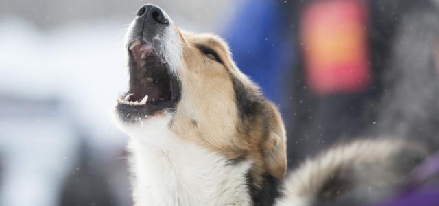 ABD'nin Aurora kentinde köpekler artık istedikleri kadar havlayamayacak