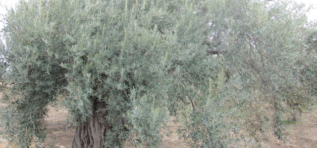 Tarım Dairesi'nden zeytin ağaçlarının ilaçlanması konusunda uyarı