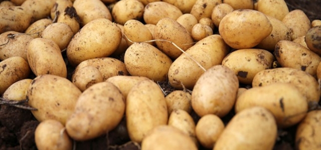 TUTDER: "Patatesi kaçakcılık malzemesi yaptılar”