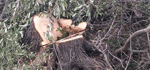 Büyükkonuk Belediye Başkanı'ndan ağaç katliamına tepki
