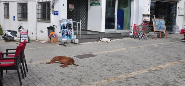 Girne Belediyesi'nden toplatılan sokak köpekleri ile ilgili açıklama