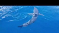 Güney'de Tehlikeli Köpek Balığı Kıyıda Görüntülendi