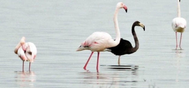 Nadir görülen siyah flamingo Ağrotur tuz gölüne yeniden geldi