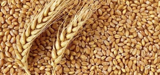 Tahıl koridoru anlaşması sayesinde buğday fiyatlarının düşmesi bekleniyor