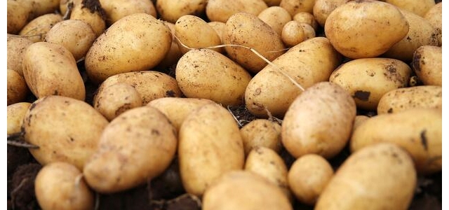 'Kıbrıs patatesi” için coğrafi işaretli ürün başvurusu